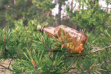Brown plastic bottle on a tree in a pine forest.