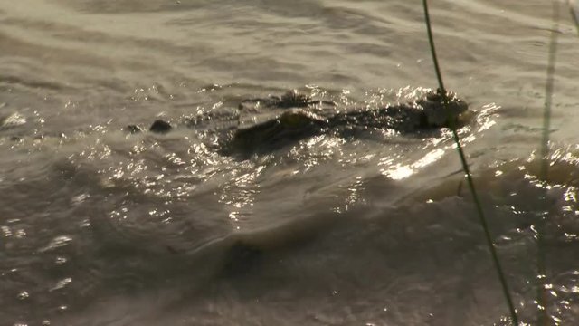 Handheld, medium close up shot from inside a boat as it follows alongside a swimming saltwater crocodile. The crocodile suddenly stops as does the boat.