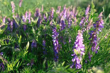 Vicia cracca - beautiful springtime field flowers.