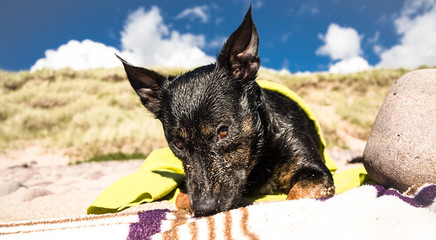 Black dog sitting on beach and looking thoughtfully into the distance