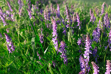 Obraz premium Vicia cracca - beautiful springtime field flowers.