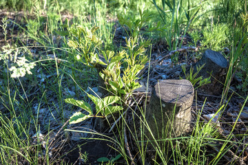 Stump with new shoots. Young branches, thirst for life.