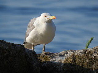 Obraz premium Goéland