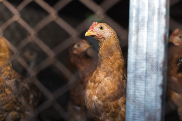 Chickens on the farm. Toned, style, color photo