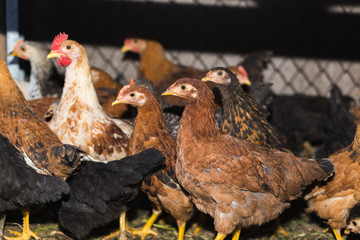 Chickens on the farm. Toned, style, color photo