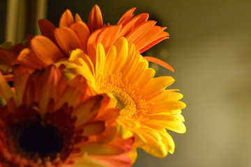 yellow and ogange gerbera bouquet close up.