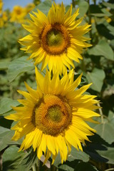 2 sunflowers