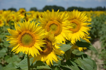 Fototapeta premium field of sunflowers