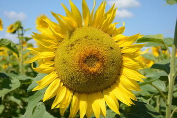 strange sunflower in the field