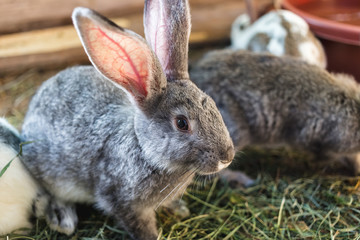 Breeding a large group of rabbits in a small shed.