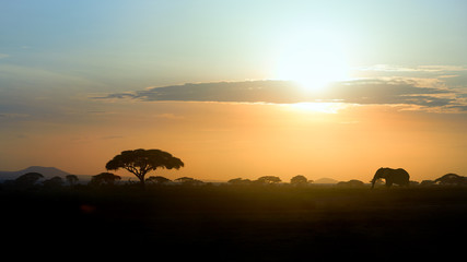Typical african landscape at the foot of a volcano Kilimanjaro, Amboseli national park, Kenya....