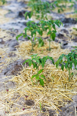 Young mulched tomatoes on the garden in sandy soil