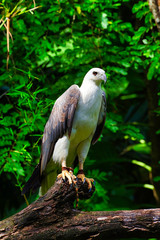 White-bellied sea-eagle.