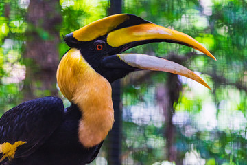 close-up of great hornbill head.