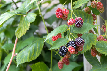 Bunch of ripe berries and unripe blackberries on a branch