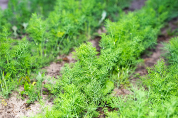 Rows of young dill in the garden
