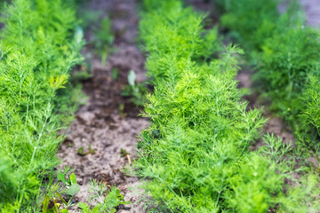 Rows of young dill in the garden