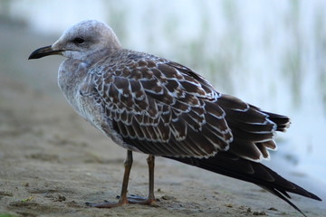 pajaro