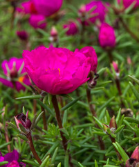 Bright crimson portulaca in garden (background)