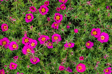 Bright crimson portulaca in garden (background)