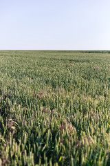 Green wheat on the field. Plant, nature, rye.