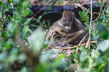 Gray cat lies in the green grass