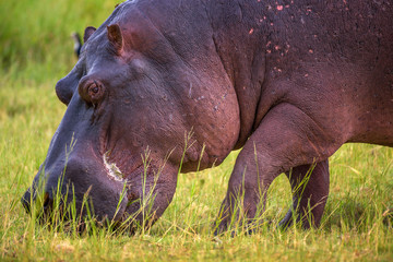 Hippo grazing in Chobe National Park, Botswana
