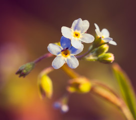 Niebieski kwiatek marko mała muszka