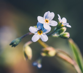 Niebieski kwiatek marko mała muszka