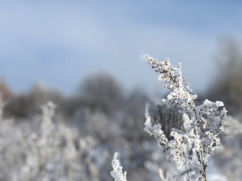 spruce branch covered with inium on the background of a snowy meadow and an abandoned house on a winter frosty Sunny day