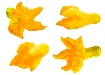 Fototapeta premium Blooming yellow orange pumpkin flowers without leaves and stem isolated on white background. Food Ingredient for traditional mediterranean cuisine. Group of objects for design