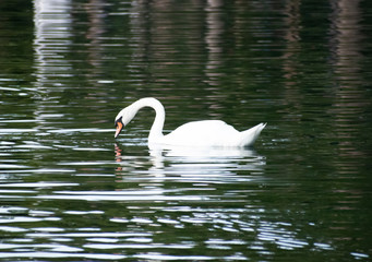 swan on the lake