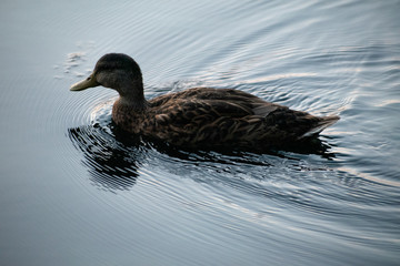 duck in water