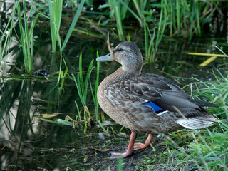 kaczka © Henryk Olszewski