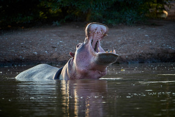 Fototapeta premium Hippo in the water, with open mouth. Low angle photo. Dangerous African animals wildlife photography safari, Tsavo West national park, Kenya.