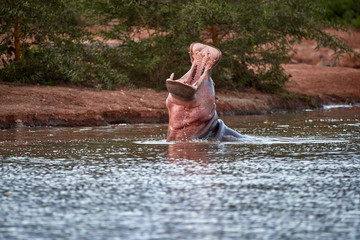 Hippo in the water, with open mouth. Low angle photo. Dangerous African animals wildlife photography safari, Tsavo West national park, Kenya.
