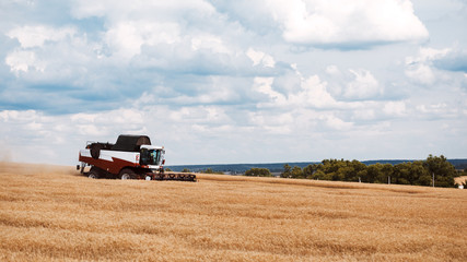 Fototapeta premium Combine harvester in action on wheat field. Harvesting is the process of gathering a ripe crop from the fields