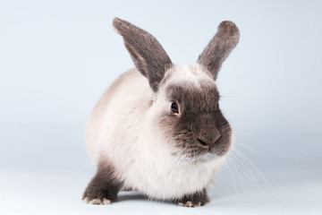 Lop Rabbit on Isolated Background