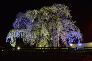 法亀寺しだれ桜