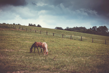 konie, koń, pastwisko, konie na pastwisku © Grzegorz Targosz