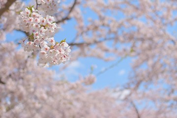 五稜郭タワーの桜並木