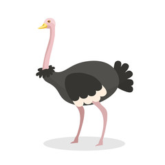 Exotic ostrich flat vector illustration