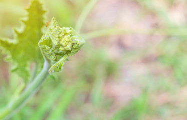 Branch of green pumpkin leaves which can use for Thai cooking.