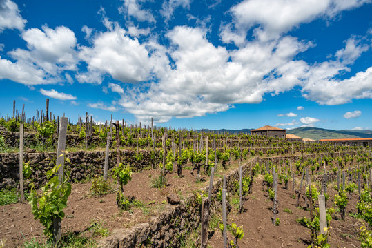 Vineyard of the mount Etna in Sicily, italy