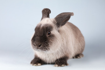 Lop Rabbit on Isolated Background