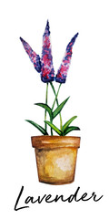 Lavender flower watercolor art illustration