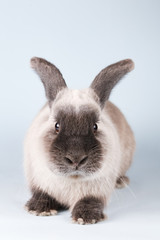 Lop Rabbit on Isolated Background
