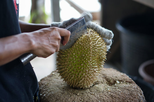 Person cutting open freshly harvested organic durian with knife