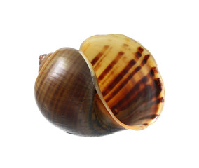 Golden applesnail shell (with clipping path) isolated on white background