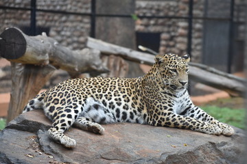 leopard sitting under tree in forest